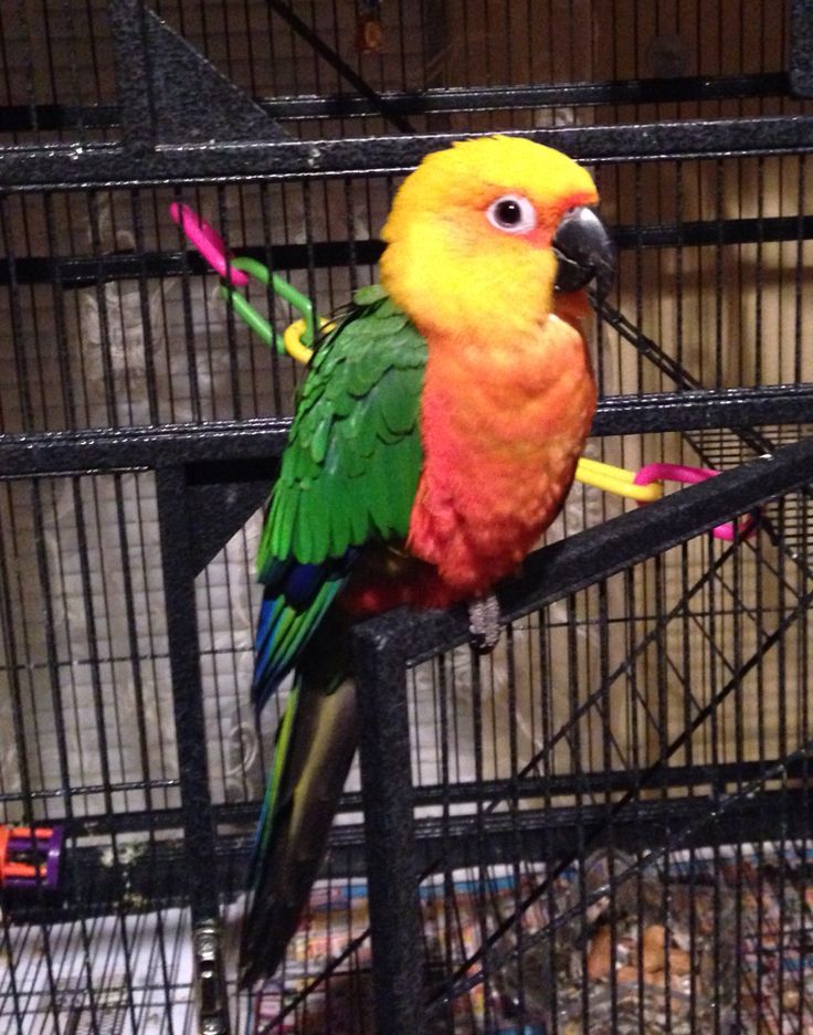 Conure de Jandaya à la porte de sa cage